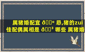 属猪婚配宜 🌺 忌,猪的zui
佳配偶属相是 🌳 哪些 属猪婚配宜忌